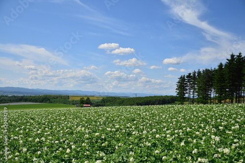 北海道のじゃがいも畑
