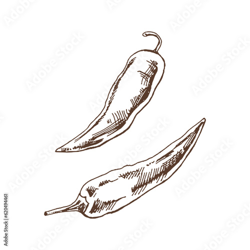 Organic food. Hand drawn vector sketch  of chilli pepper.  Doodle vintage illustration. Decorations for the menu of cafes and labels. Engraved immage.