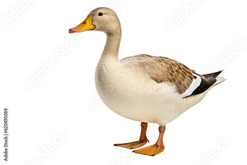 Duck Bird On Isolated Transparent Background, Png. Generative AI