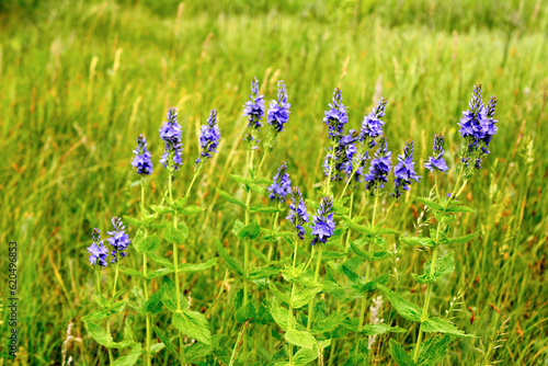 group of blue flowers on the meadow isolated, close up 