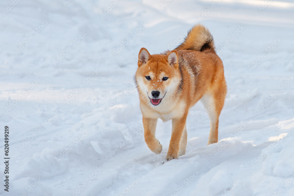 Dog breed Shiba Inu walking in winter snow forest. Dog walking in the snow with steam from his mouth