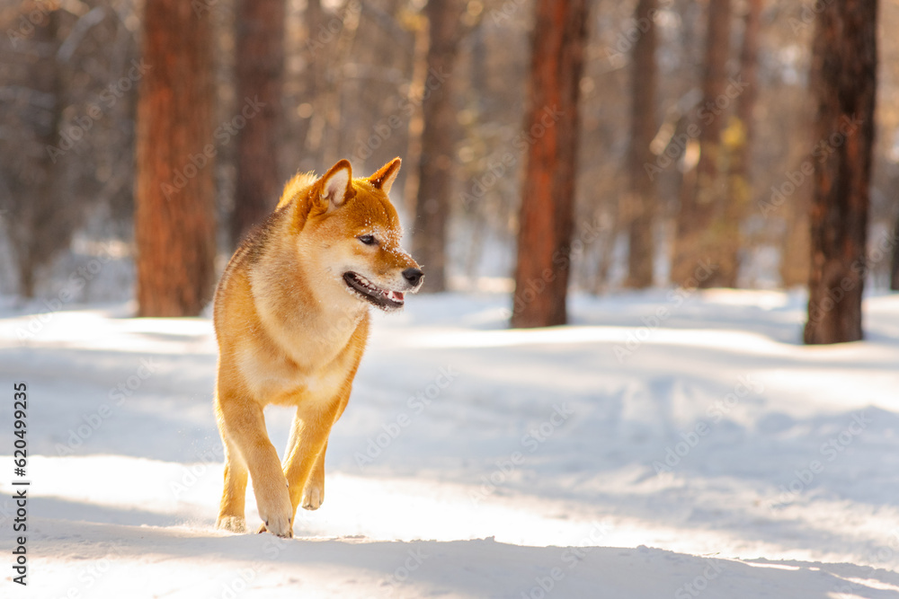 Dog breed Shiba Inu walking in winter snow forest. Dog walking in the snow with steam from his mouth