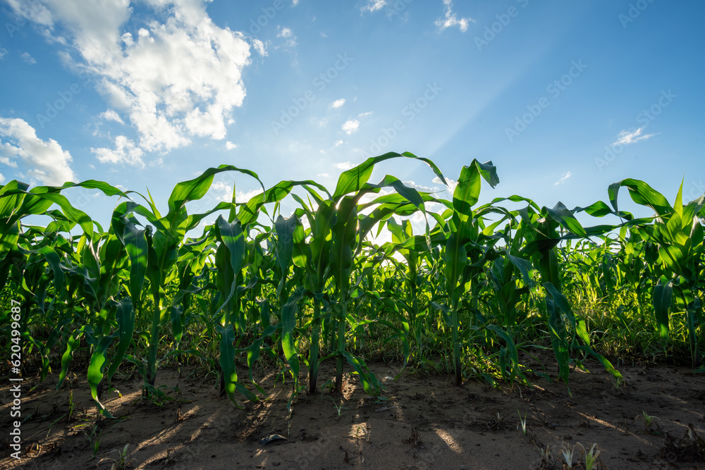 Agricultural Garden of Corn field, growing on the field with blue sky.
