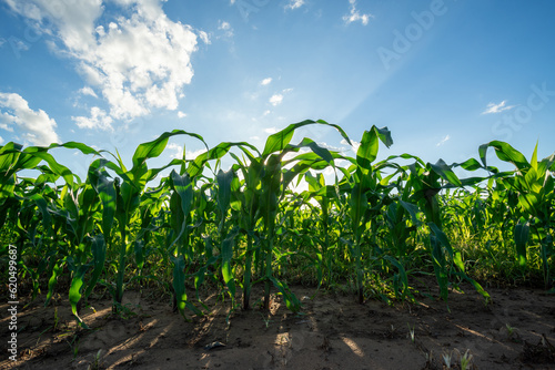 Agricultural Garden of Corn field, growing on the field with blue sky.