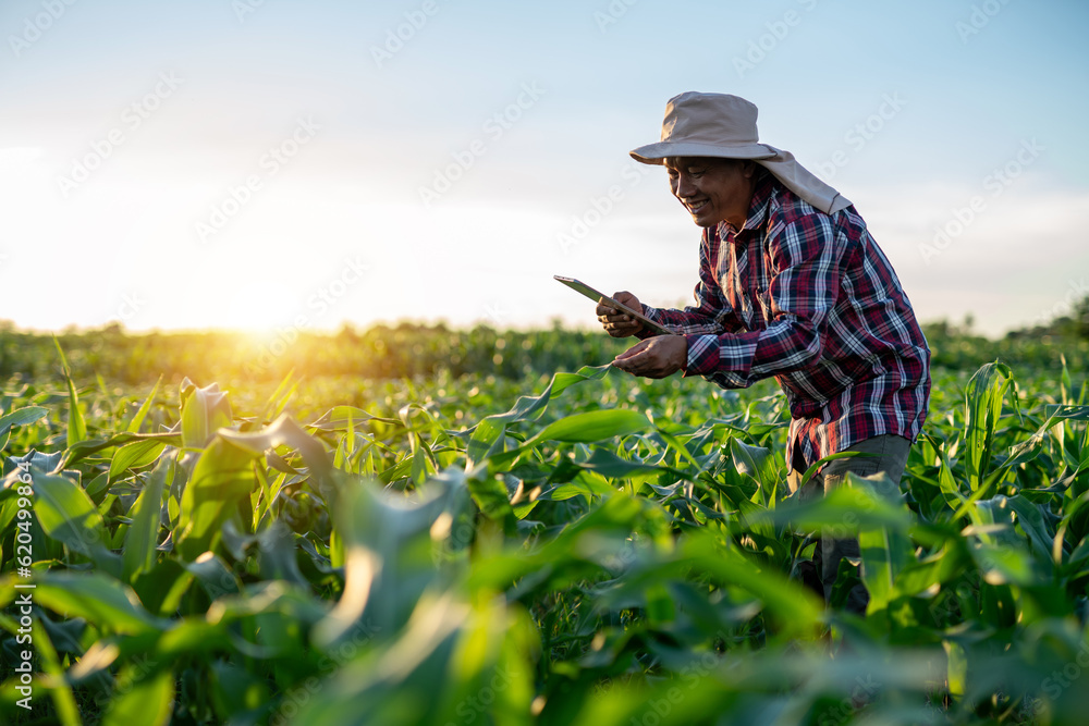 Happy asian farmer is using a tablet to check the quality leaves in Green corn field in agricultural garden.