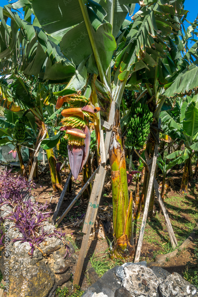 Banana tree grove growing in Madeira island, Portugal