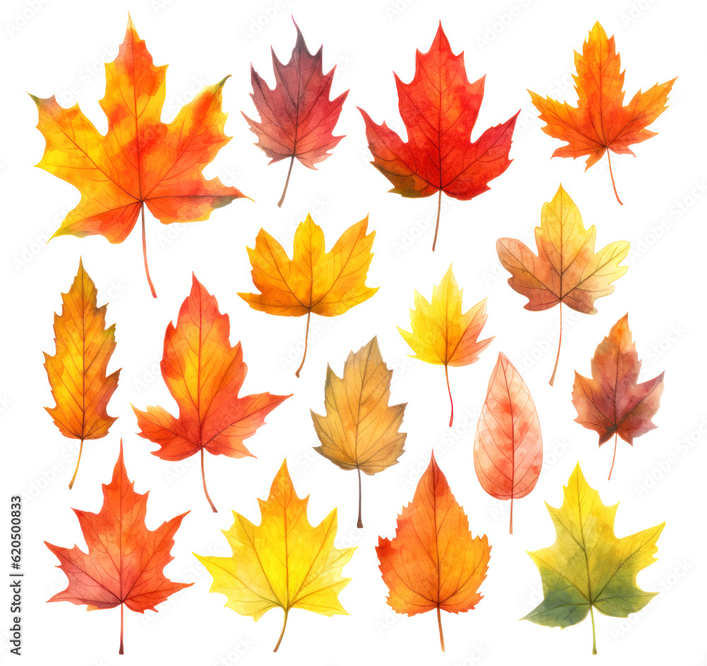 Collection of multicolored autumn maple leaves in watercolor style isolated on white background