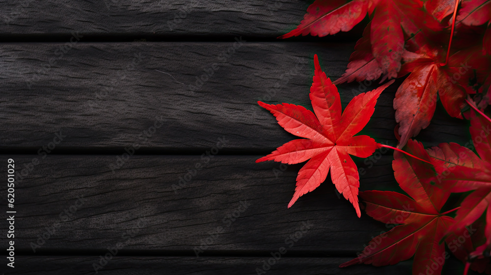 maple leaf red autumn tree copy space