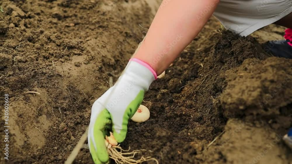Planting flower bulbs of a tulip in the flower garden. Woman farmer working with pitchfork in vegetable garden. Horticulture, agronomy, agriculture, organic gardening and growth concept. High quality Planting flower bulbs of a tulip in the flower garden. Woman farmer working with pitchfork in vegetable garden. Horticulture, agronomy, agriculture, organic gardening and growth concept. High quality