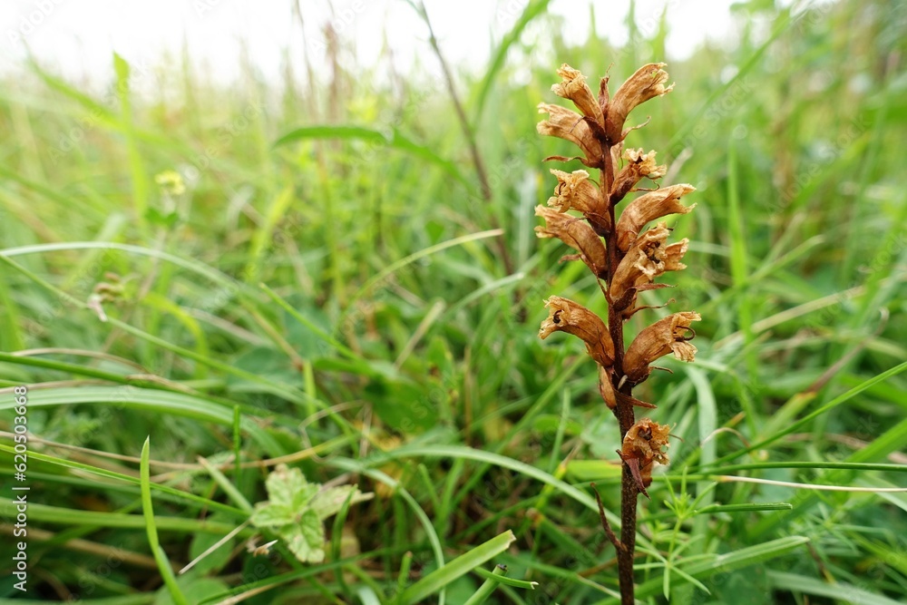 Orobanche minor, hellroot, common broomrape, lesser broomrape, small broomrape or clover broomrape Orobanche minor, hellroot, common broomrape, lesser broomrape, small broomrape or clover broomrape
