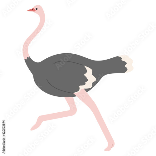 Ostrich Single 6 cute on white background, vector illustration. 