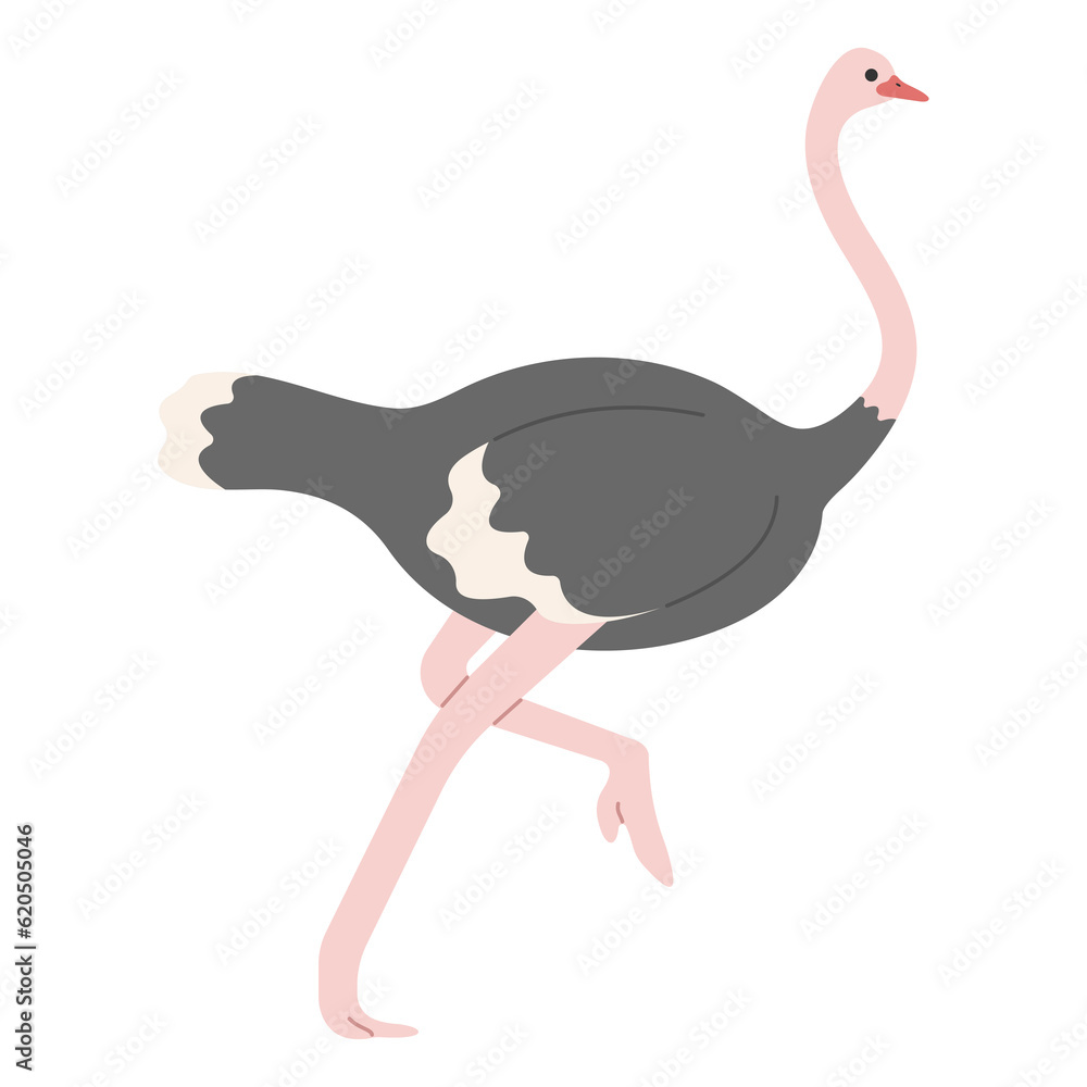 Ostrich Single 4 PNG Ostrich Single 4 PNG