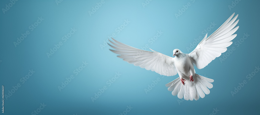 Fototapeta premium white dove on blue background