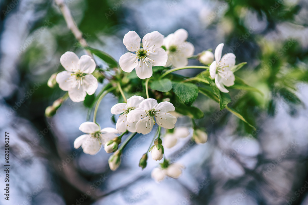 Cherry flowers frame Cherry flowers frame