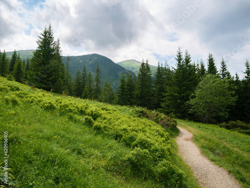 Mountain path leading to the mountains through the pine forest