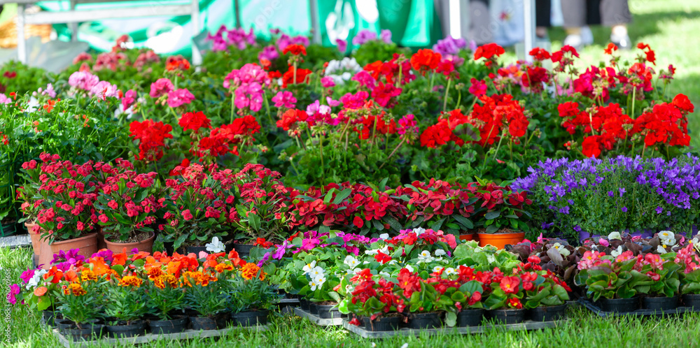 Display of spring plants and flowers on green lawn Display of spring plants and flowers on green lawn