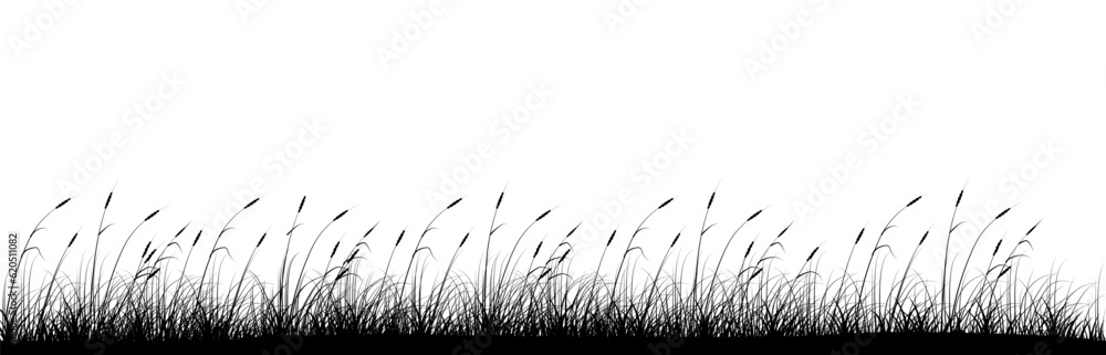 Growing reeds panoramic background design. Riverside. Vector illustration with empty copy space for text. Editable shape for poster decoration. Creative and customizable panorama image - obrazy, fototapety, plakaty 