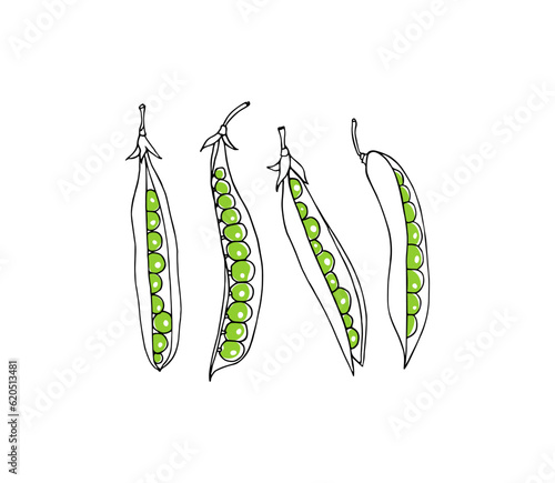 Vector card with hand drawn green pea pods. Beautiful food design elements. Beautiful food design elements, graphic style. Perfect healthy eating illustration.