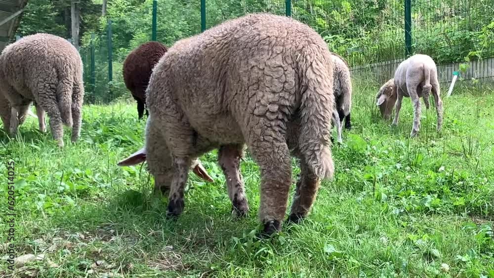 A flock of sheep walk on the lawn. Sheep eat grass, graze on green grass. Farm animal from a close distance. A flock of sheep walk on the lawn. Sheep eat grass, graze on green grass. Farm animal from a close distance.