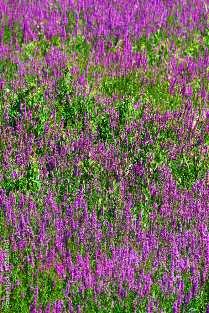 Fiori spontanei Fiori spontanei
