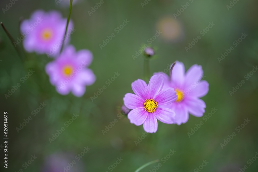 australian native flowers in the bush in spring australian native flowers in the bush in spring