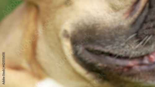 Wallpaper Mural Brown French Bulldog Dog Mouth Closeup Breathing With Tongue Out. Thirsty Doggie on Summer Hot Day Torontodigital.ca