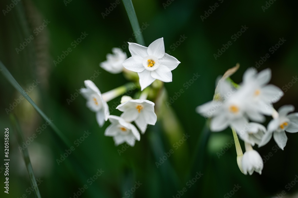 tree blossom in springtime with white flowers growing. native bush tree blossom in springtime with white flowers growing. native bush