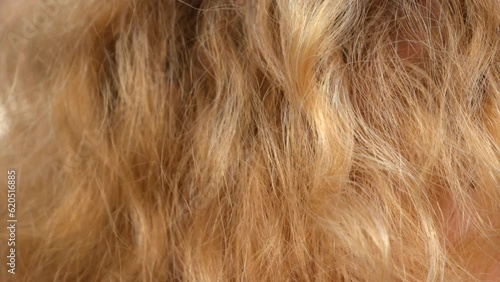 Wallpaper Mural dyed female blond hair background, closeup Torontodigital.ca