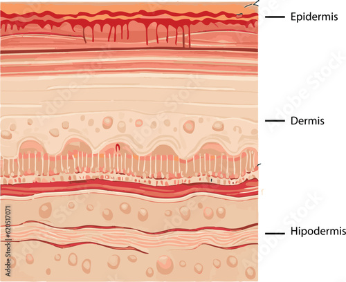 Diagram showing the structure of a skin, part of the skin
