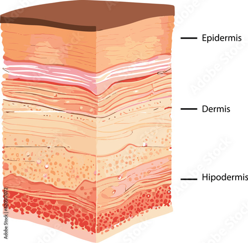 Diagram showing the structure of a skin, part of the skin

