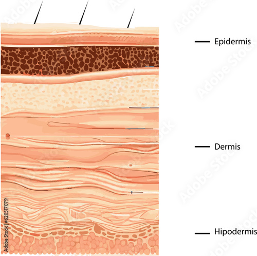 Diagram showing the structure of a skin, part of the skin
