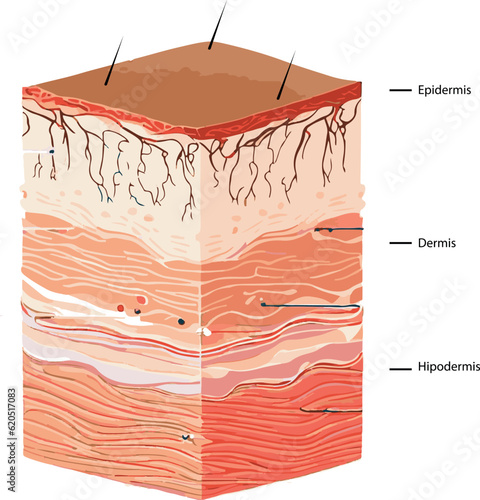 Diagram showing the structure of a skin, part of the skin
