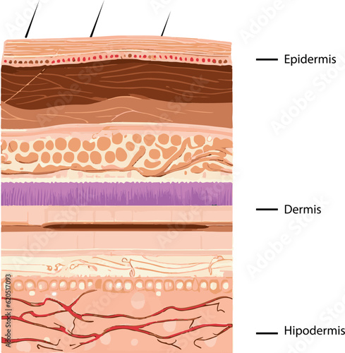 Diagram showing the structure of a skin, part of the skin
