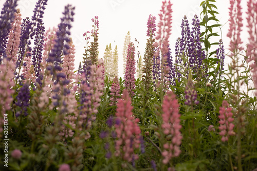 field of flowers