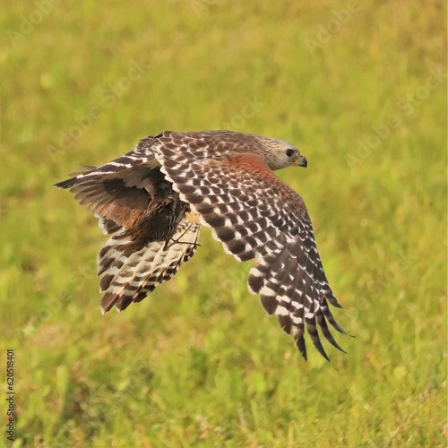 Red-shouldered Hawk with a Fresh Kill Rail at Orlando Wetlands Park Florida