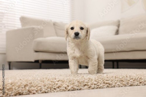 Fototapeta Naklejka Na Ścianę i Meble -  Cute little puppy on beige carpet at home