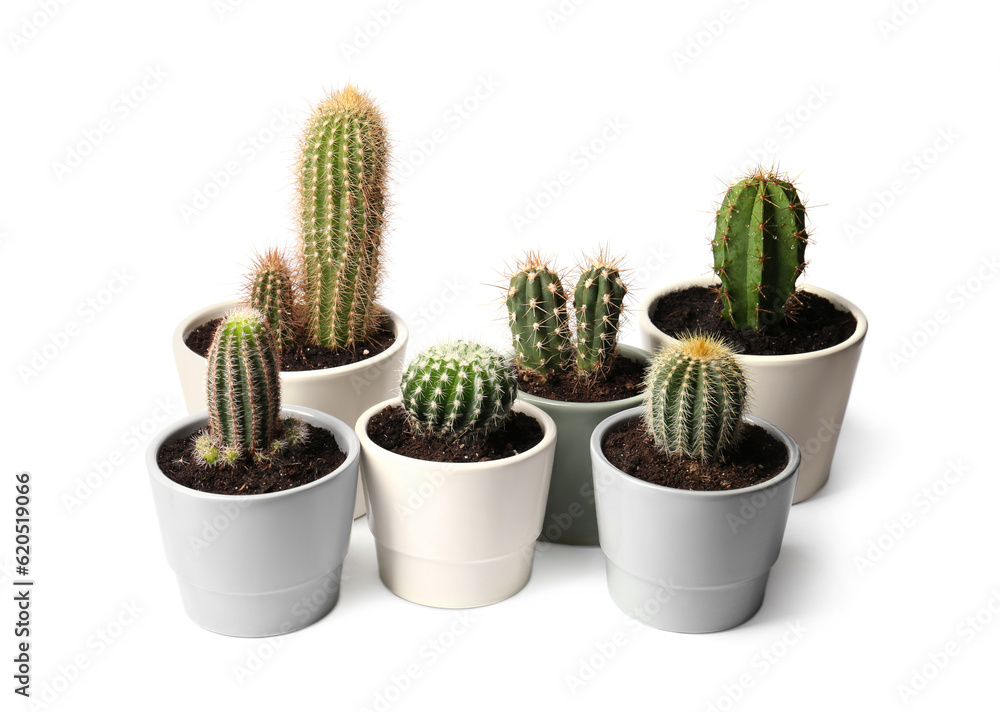 Many different cacti in pots on white background Many different cacti in pots on white background