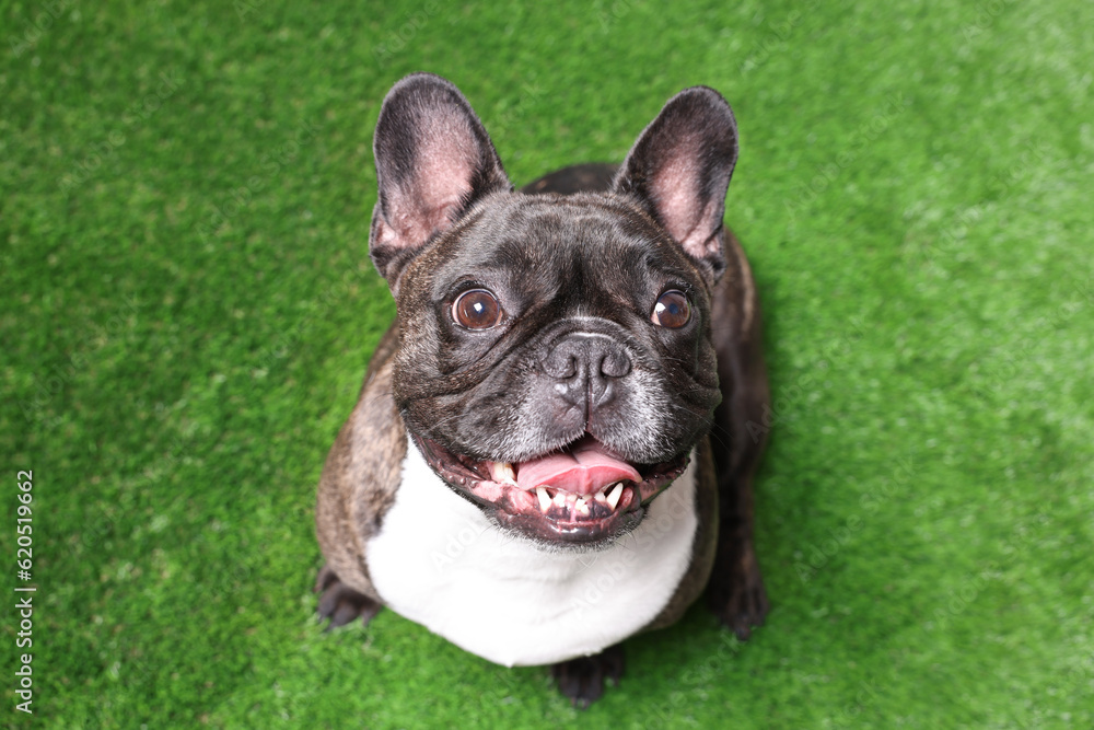 Adorable French Bulldog on green grass, above view. Lovely pet