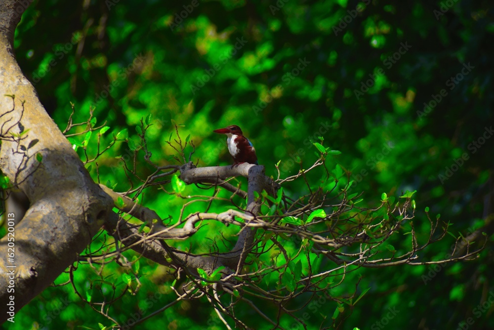 White throated Kingfisher