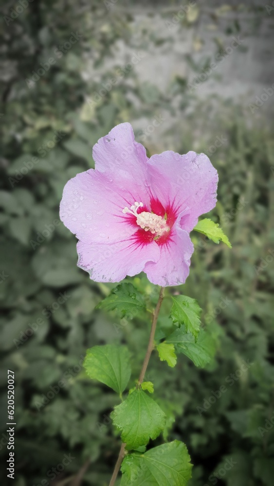 pink hisbiscus flower