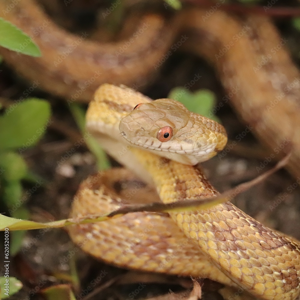 Fototapeta premium Yellow Rat Snake Defensive Posture Orlando Wetlands Park Florida