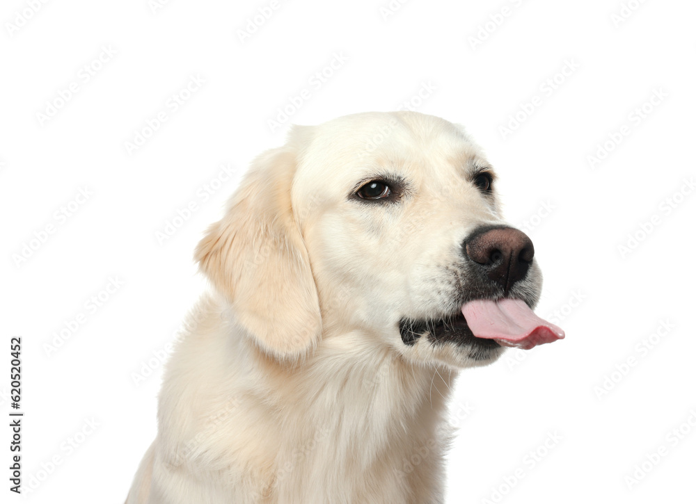 Cute Labrador Retriever showing tongue on white background Cute Labrador Retriever showing tongue on white background