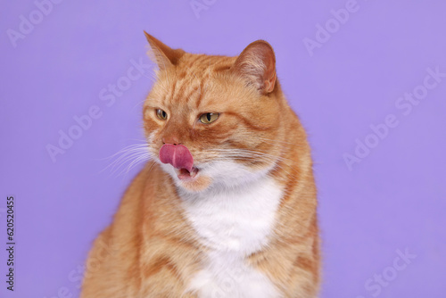 Cute cat licking itself on lilac background
