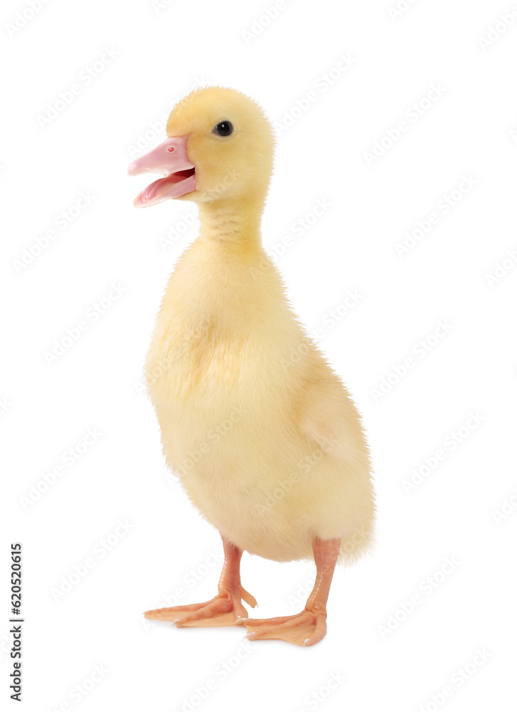 Baby animal. Cute fluffy duckling on white background Baby animal. Cute fluffy duckling on white background