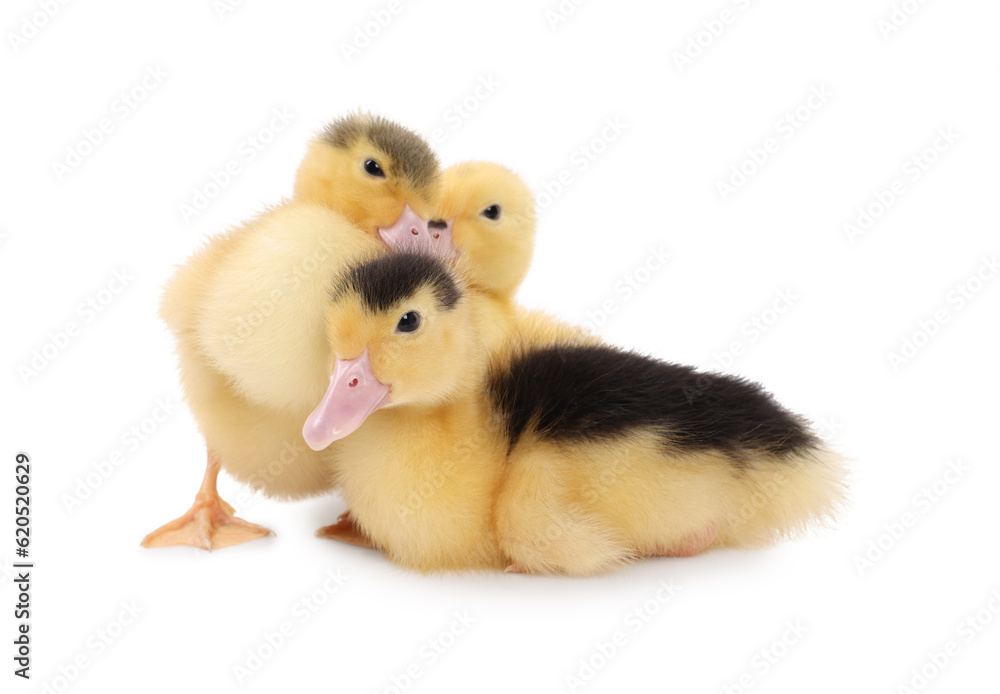 Baby animals. Cute fluffy ducklings on white background Baby animals. Cute fluffy ducklings on white background