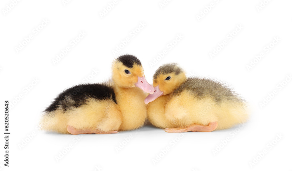 Baby animals. Cute fluffy ducklings on white background