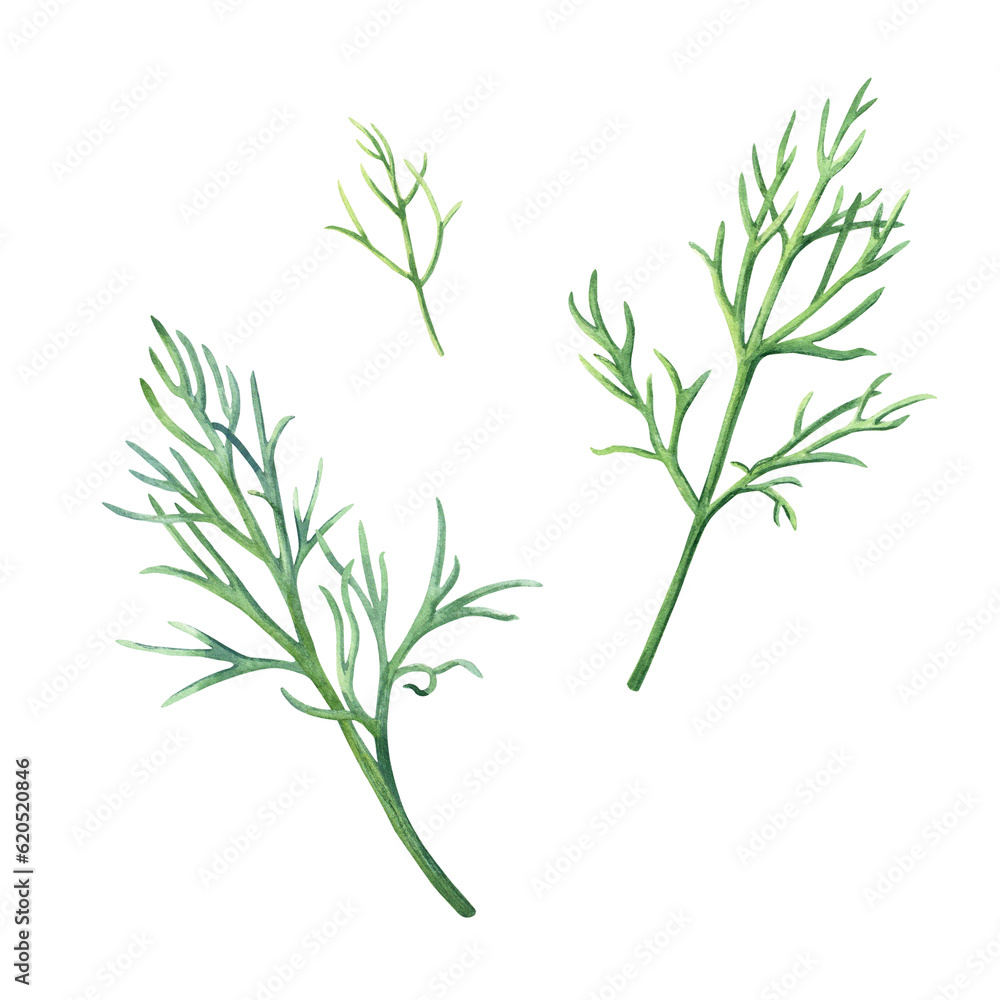 Fototapeta premium The green dill culinary herb set. Hand drawn botanical watercolor illustration for menus, labels, package