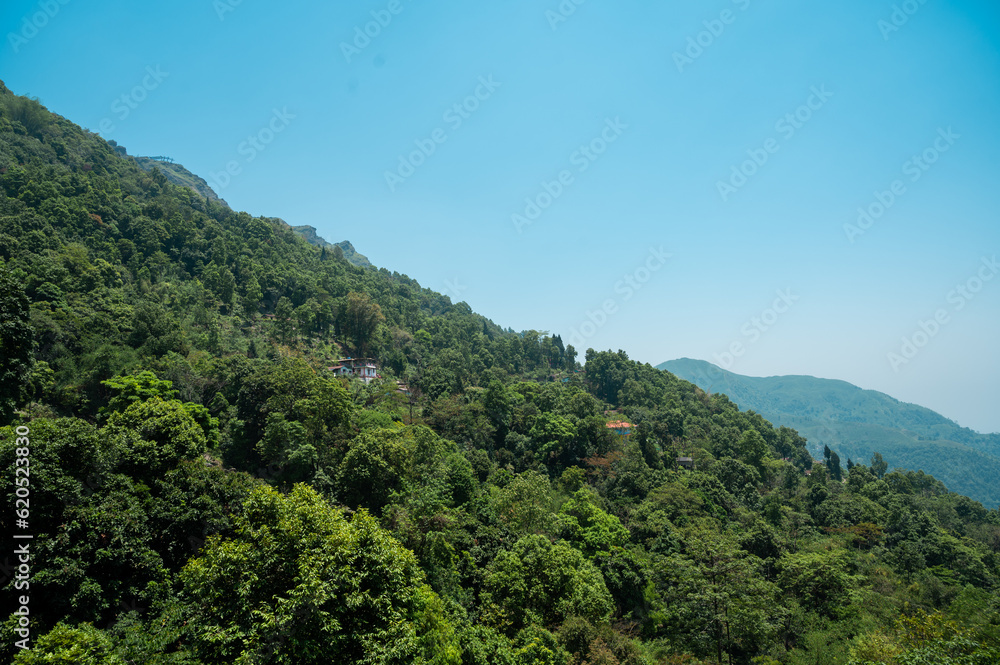 Landscape view of Orange garden and Green tea garden in Darjeeling tea valley