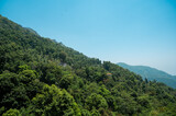 Landscape view of Orange garden and Green tea garden in Darjeeling tea valley