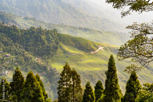 Fototapeta Naklejka Na Ścianę i Meble -  Green tea plantation in Darjeeling happy valley tea garden